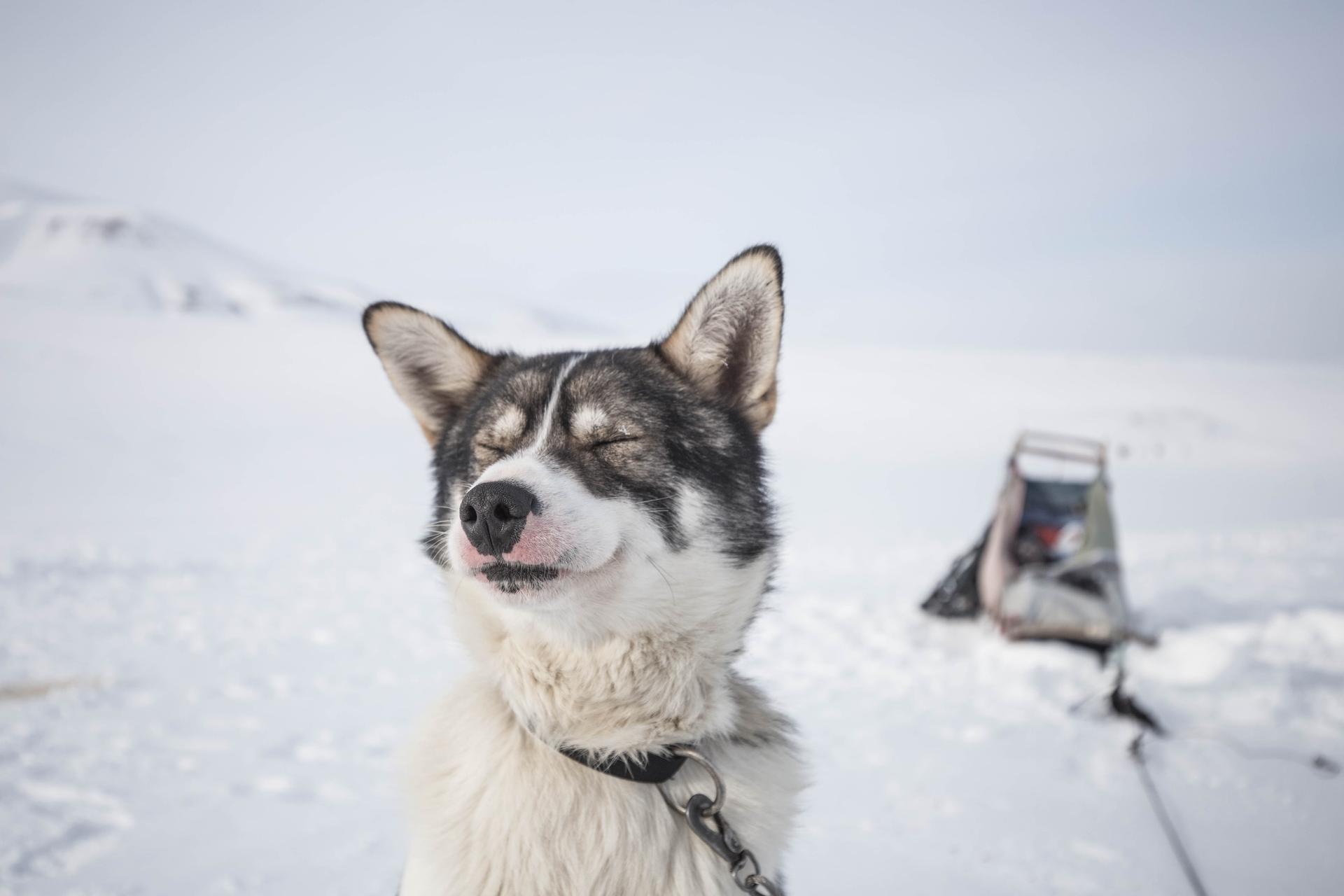 Husky sledding in France